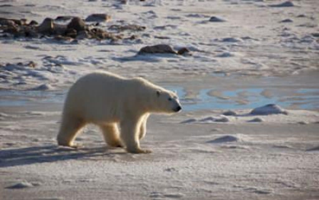 A female polar bear walks along the shore of Canada's Hudson Bay, waiting for ice to form (Steven Amstrup, Polar Bears International)