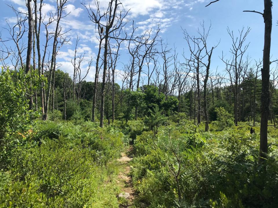 A section of the southern side of Crawley Preserve is dotted with dead oak trees defoliated by drought or spongy moth infestation.