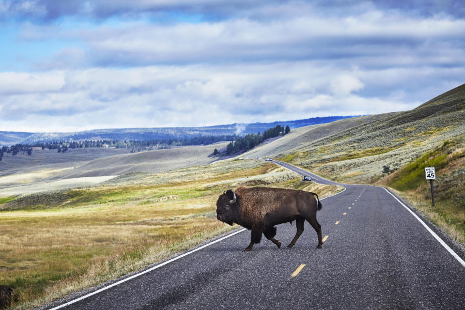 A bison crossing the road in Yellowstone National Park.