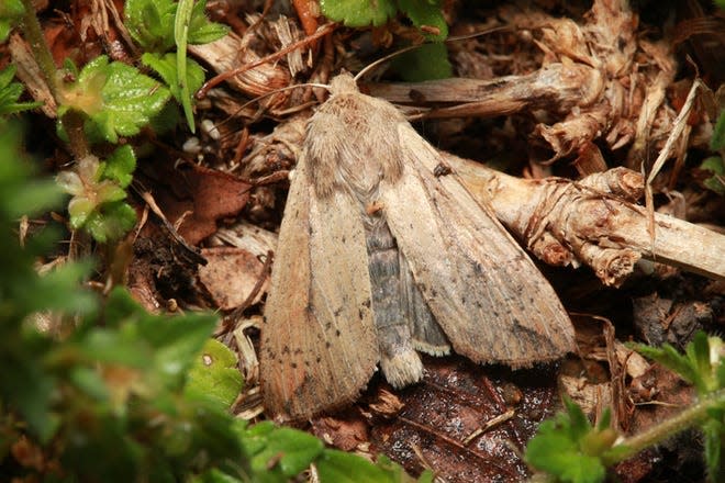 An armyworm adult moth.