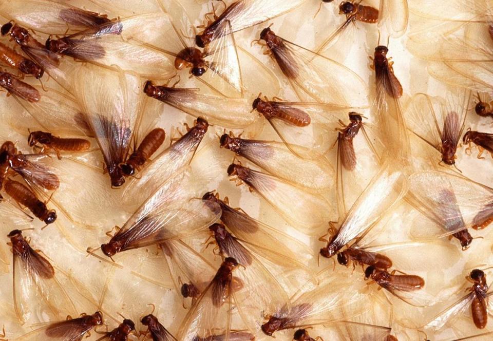 Formosan Subterranean Termites, commonly referred to as “super termites” or by their scientific name Coptotermes formosanus.