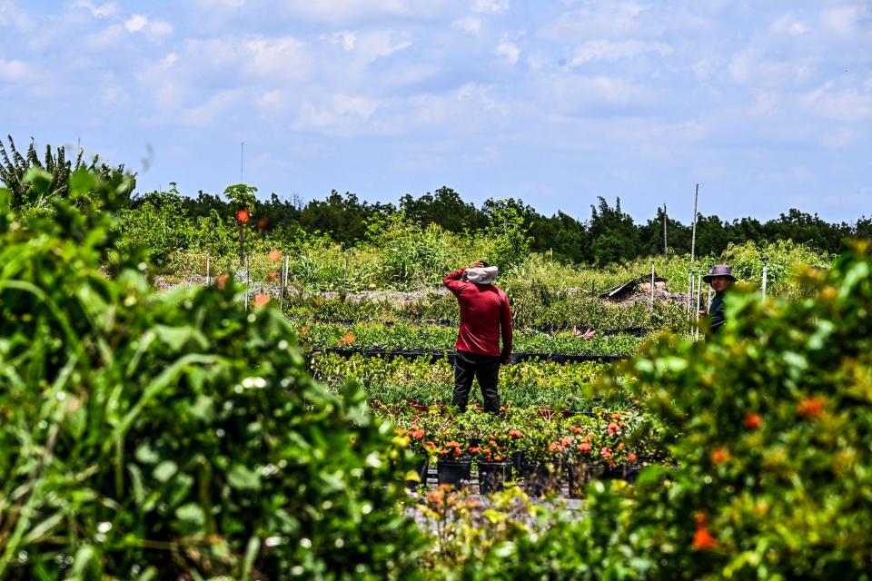 A migrant worker on a farm in Homestead, Fla., on May 11, 2023. (Chandan Khanna / AFP - Getty Images file)