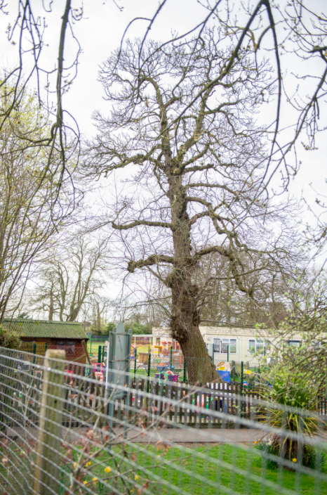 <em>The 18-metre tree will be felled after the primary school head lobbied the council (SWNS)</em>