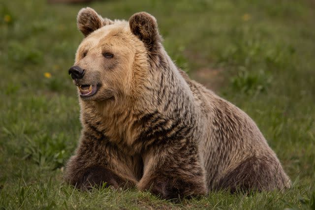 <p>Courtesy of Four Paws</p> Dushi lives at Bear Sanctuary Müritz in Germany