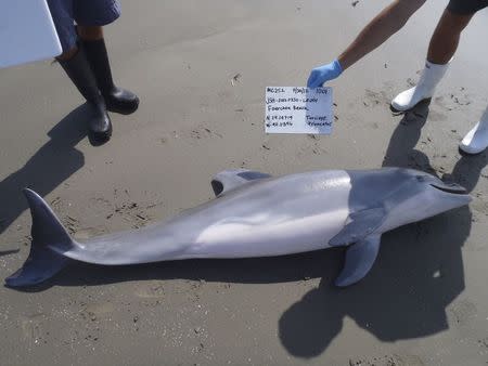 Louisiana Department of Wildlife and Fisheries photo shows one of the stranded dead dolphins that came ashore in 2012 along the Louisiana coast that was being photographed for study in this July 30, 2012 photo released on May 20, 2015. REUTERS/Louisiana Department of Wildlife and Fisheries/Handout