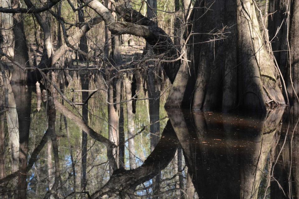 Reflection of cypress trees in water at Big Thicket National Preserve, Texas