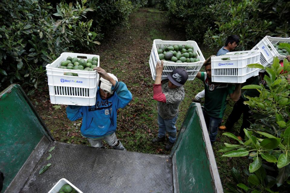 Farm workers carry crates of freshly picked avocados on a farm in Tacambaro, Mexico. The new EU-Mexico deal opens up trade in agricultural produce for the first time between the two countries: REUTERS