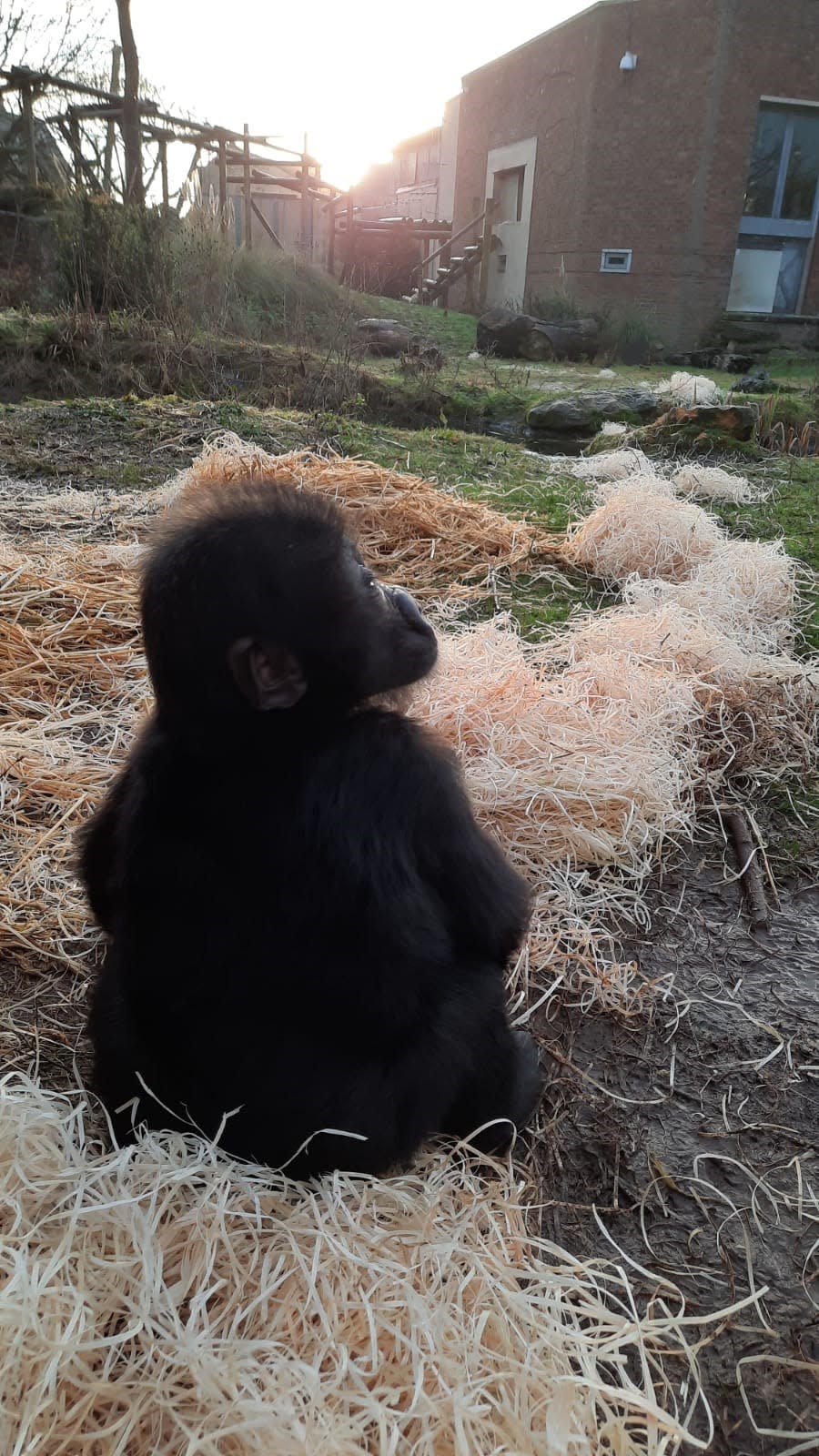 Hasani is being slowly reintroduced to his kind at the zoo (Bristol Zoo)