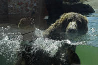 A bear swims in his habitat at the Oakland Zoo on July 2, 2020, in Oakland, Calif. Zoos and aquariums from Florida to Alaska are struggling financially because of closures due to the coronavirus pandemic. Yet animals still need expensive care and food, meaning the closures that began in March, the start of the busiest season for most animal parks, have left many of the facilities in dire financial straits. (AP Photo/Ben Margot)
