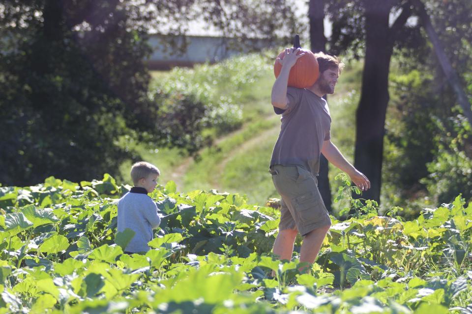 Seth Martindale picks a pumpkin from the pumpkin patch during opening weekend of the Shelby Corn Maze Sunday afternoon.