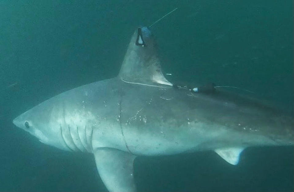 A tagged pregnant porbeagle shark swims in the ocean (Jon Dodd)