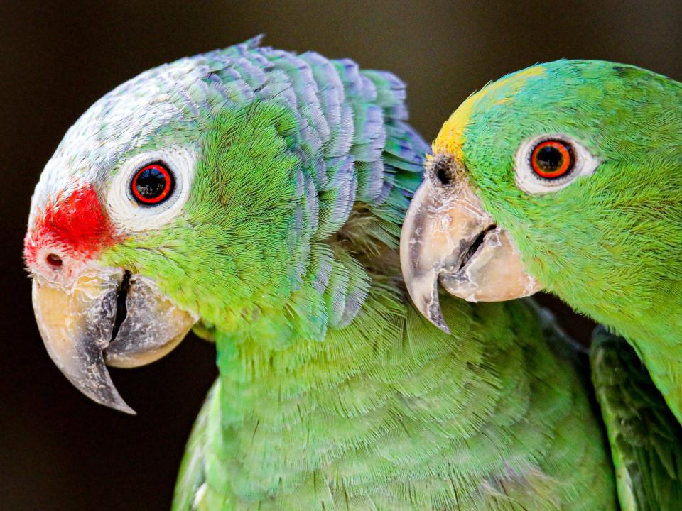 Red-Crowned Amazon and Yellow-Crowned Amazon.