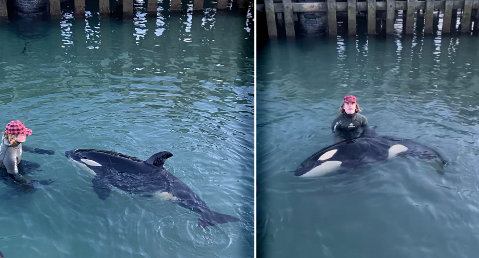 16-year-old Ben Norris in the icy New Zealand waters with the lost calf as the search continues today. Source: Brianna Norris