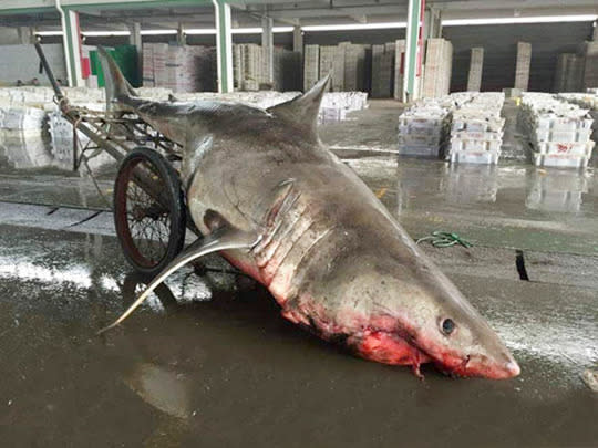 Fisherman Catches Giant Great White Shark By Mistake In Tangled Net - Yahoo  Sports