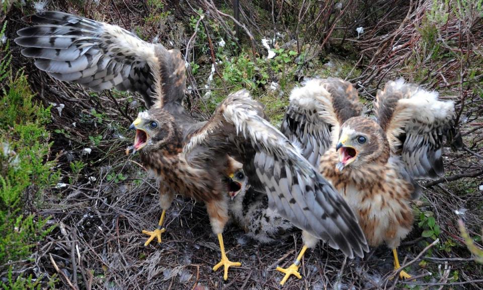 Hen harrier chicks (Owen Humphreys/PA) (PA Archive)