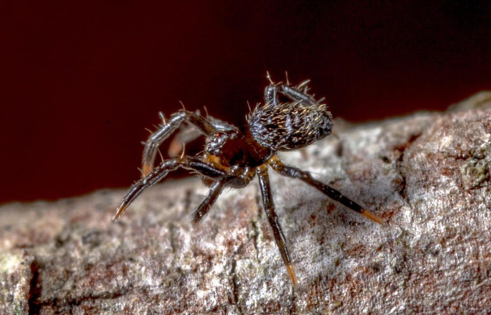Queensland Cooloola Coast BioBlitz spider was named after prince of darkness Baalzebub.