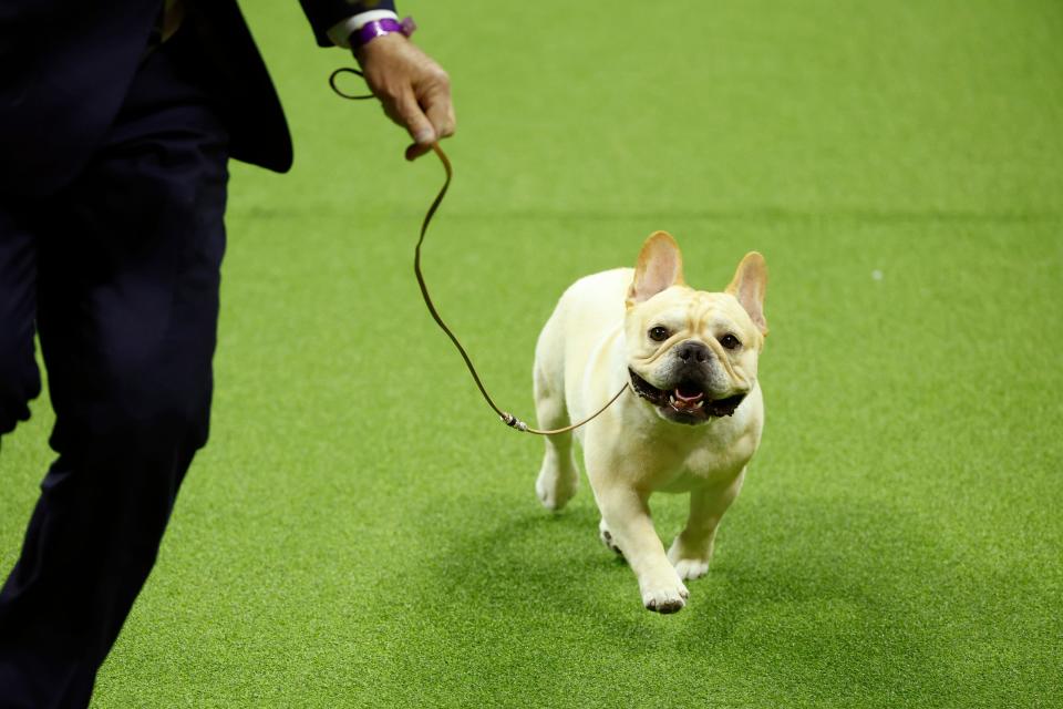 Winston, the French Bulldog, winner of the Non-Sporting Group, competes in the 147th Annual Westminster Kennel Club Dog Show Presented by Purina Pro Plan at Arthur Ashe Stadium on May 08, 2023 in New York City.