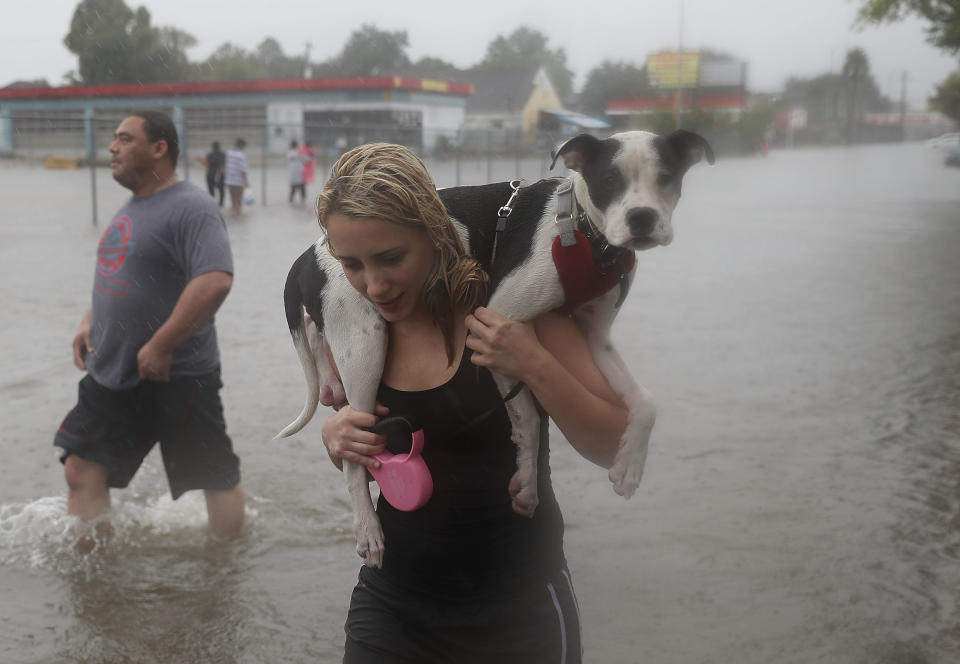 HOUSTON, TX - AUGUST 27:  Naomi Coto carries Simba on her shoulders as they evacuate their home after the area was inundated with flooding from Hurricane Harvey on August 27, 2017 in Houston, Texas. Harvey, which made landfall north of Corpus Christi late Friday evening, is expected to dump upwards to 40 inches of rain in Texas over the next couple of days.  (Photo by Joe Raedle/Getty Images)