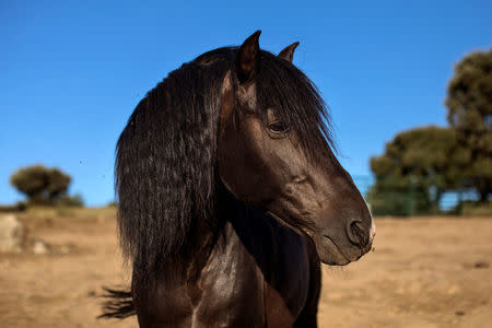 The horse of emotional therapist Fernando Noailles, named Madrid, is seen in Guadalix de la Sierra, outside Madrid, Spain, July 27, 2017. REUTERS/Juan Medina