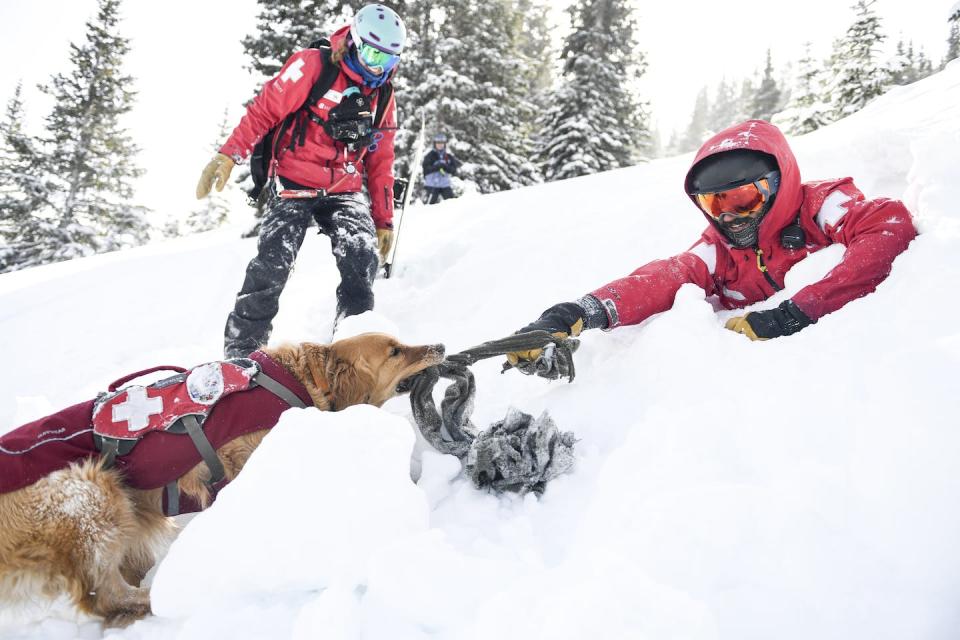 An avalanche rescue dog tugs on a ski patrol member during avalanche training at Copper Mountain in Colorado. <a href="https://www.gettyimages.com/detail/news-photo/mason-pulls-on-a-tug-held-by-ski-patroller-matt-urich-as-news-photo/1131269864" rel="nofollow noopener" target="_blank" data-ylk="slk:AAron Ontiveroz/MediaNews Group/The Denver Post via Getty Images;elm:context_link;itc:0;sec:content-canvas" class="link ">AAron Ontiveroz/MediaNews Group/The Denver Post via Getty Images</a>