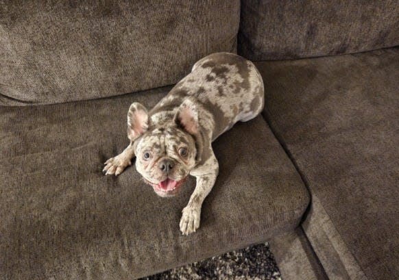 Dior, a 15-month-old French bulldog, was stolen from a yard in the 3000 block of Lennon Way on May 2.