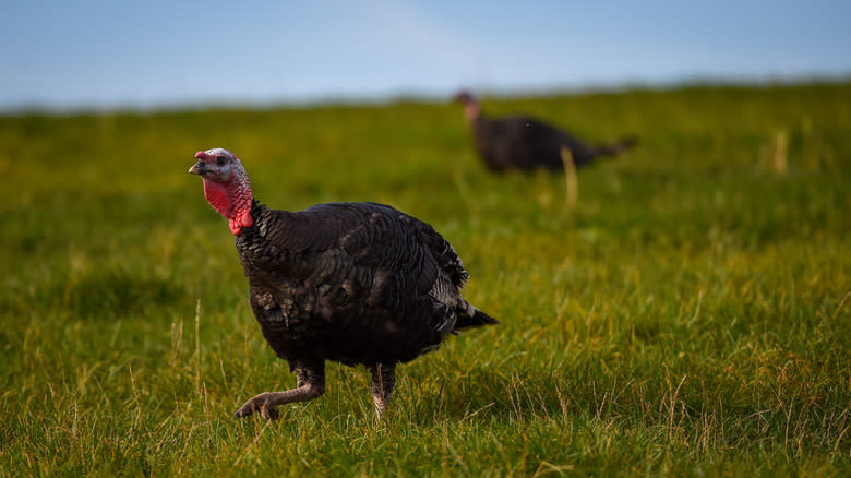 Two turkeys in a field 