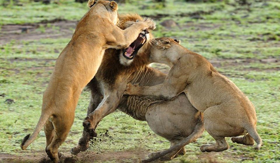 Now that's what you call a cat fight! - These protective lionesses spring to life when a male approaches their cubs, and all hell breaks loose among the pride. The cat fight is a bitter battle between the male and female beasts, who savagely erupt into a ferocious battle in the Mara Triangle, within the heart of the Masai Mara in Kenya, Africa. PIC FROM GUZELIAN / CATERS NEWS