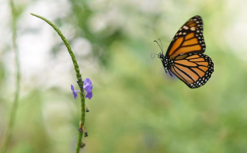 A Monarch butterfly is pictured in 2017 at a butterfly farm in the Chapultepec Zoo in Mexico City. The number of monarchs, emblematic butterflies of North America which migrate from Canada to Mexico, has decreased.