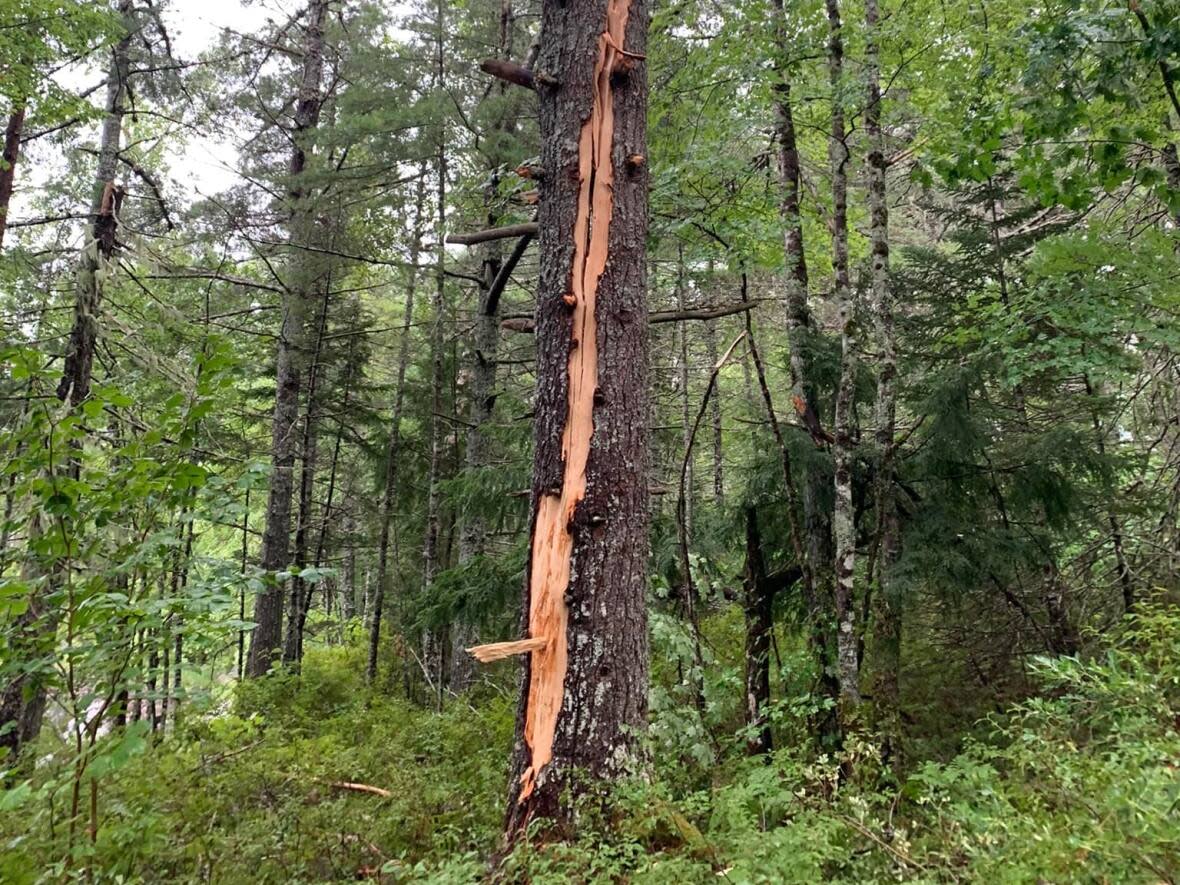 Mark Gruchy and his family were a few dozen feet away from this tree when it was struck by lightning on Thursday. (Submitted by Mark Gruchy - image credit)