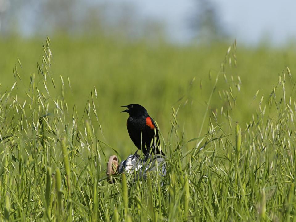 Adult male redwinged blackbird perching