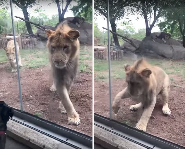 The lion tried to swipe through the glass when it was joined by a friend. Source: YouTube/RJVlogs