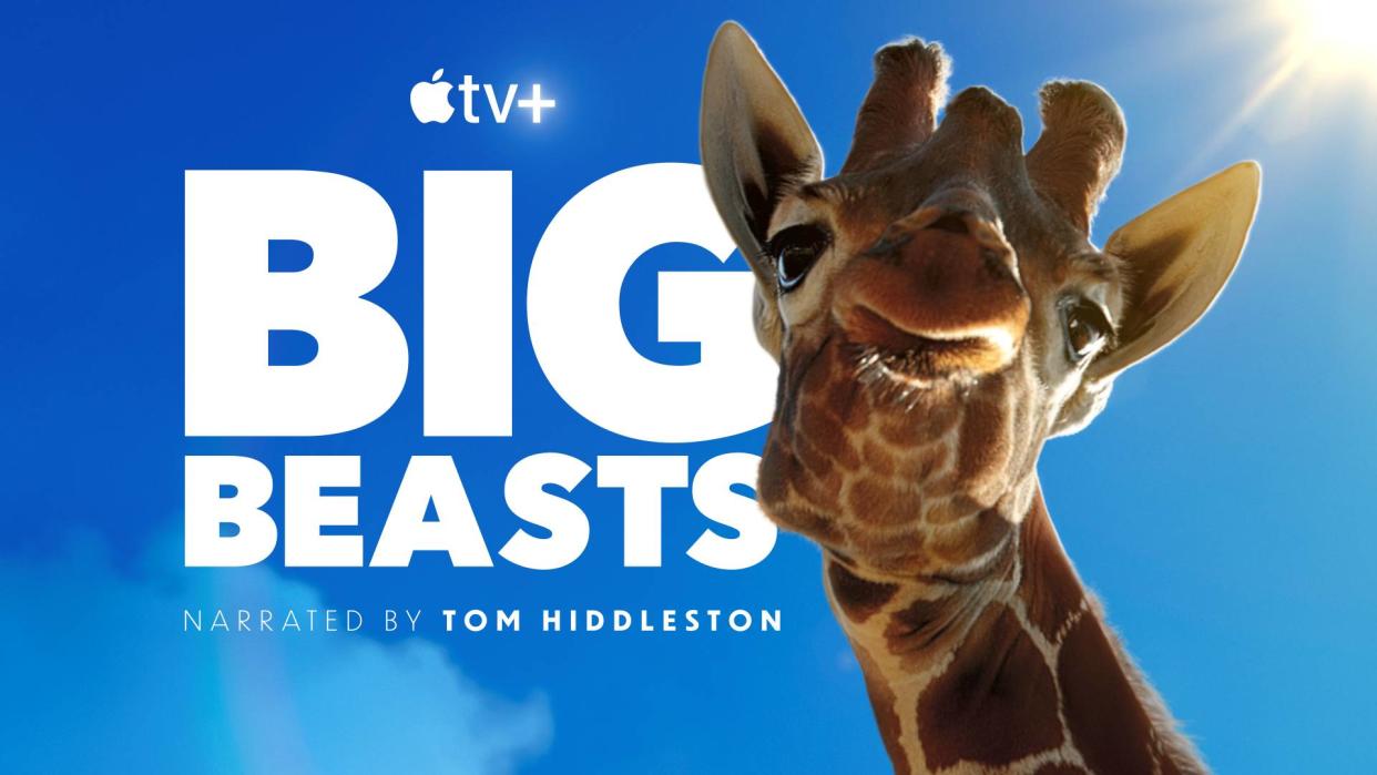  The teaser image for the brand new Apple TV+ show "Big Beasts" features a giraffe with puckered lips. 