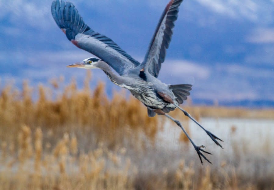 Great blue heron (Courtesy Utah Division of Wildlife Resources)