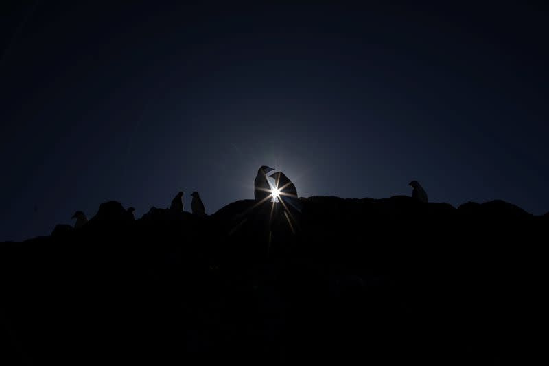 The Wider Image: On board the Antarctic expedition that reveals dramatic penguin decline