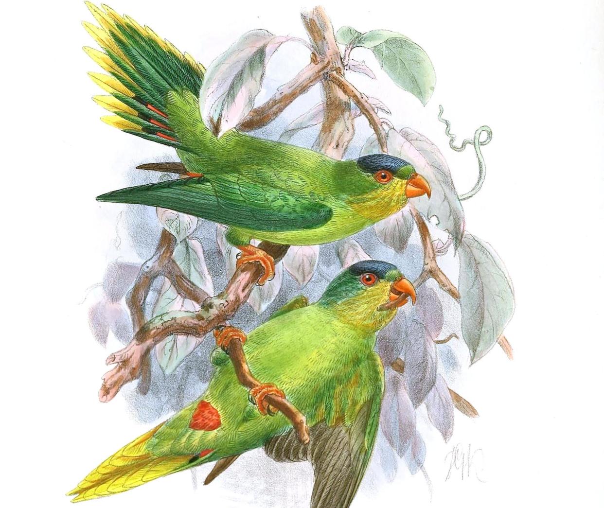 <span>The New Caledonian lorikeet (<em>Vini diadema</em>) is a potentially extinct lorikeet endemic to the Melanesian island of New Caledonia. </span><span>Photograph: Image courtesy of BHL</span>