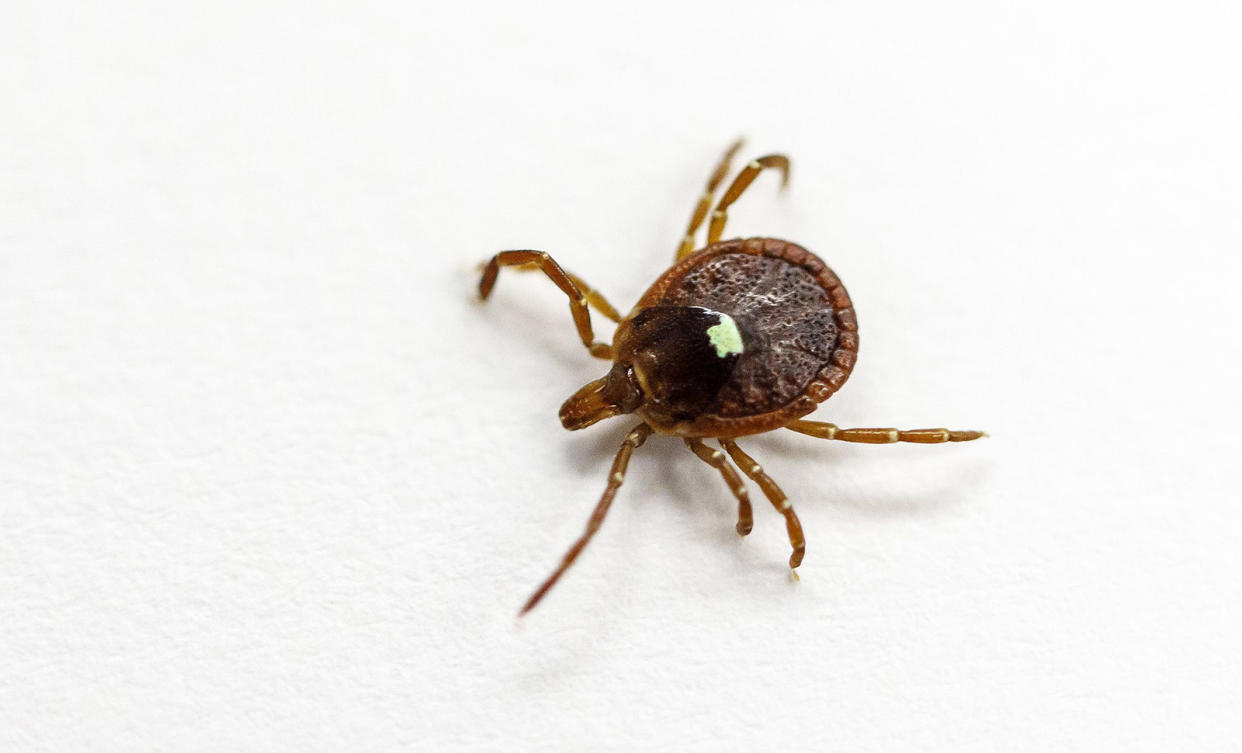 A live specimen of the lone star tick (A. Americanum) in a lab in Morrill Hall at the University of Illinois at Urbana-Champaign in 2017.