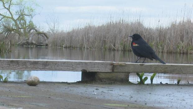 Point Pelee National Park's Festival of Birds is cancelled for the second year in a row. (Tahmina Aziz/CBC - image credit)