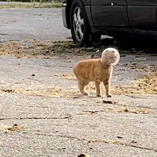 A young kitten rescued in Fall River was named "Buzz Lightyear" after she was found with a glass jar stuck on her head.