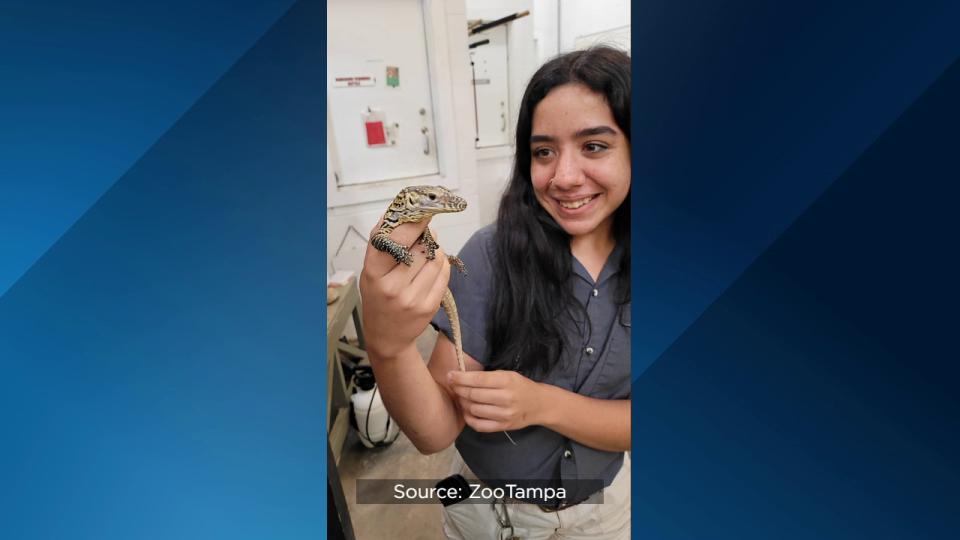 For the first time ever, ZooTampa at Lowry Park hatched endangered Komodo dragons.