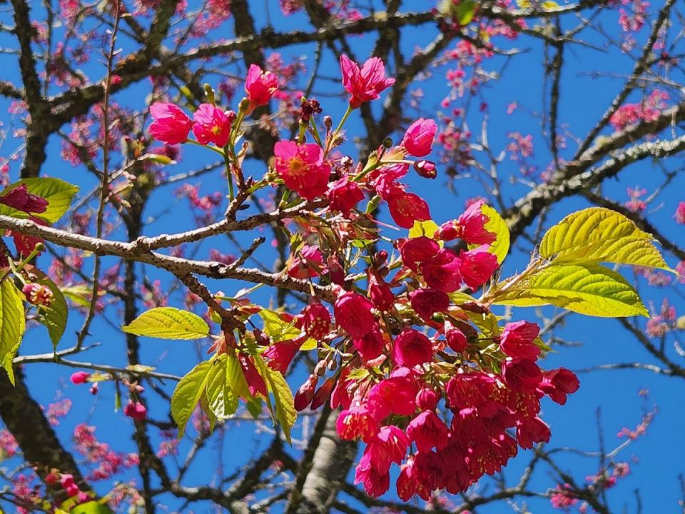山櫻花為阿里山地區花期較早的櫻花，目前於阿里山國家森林遊樂區已盛開。（圖：嘉義林區管理處提供）