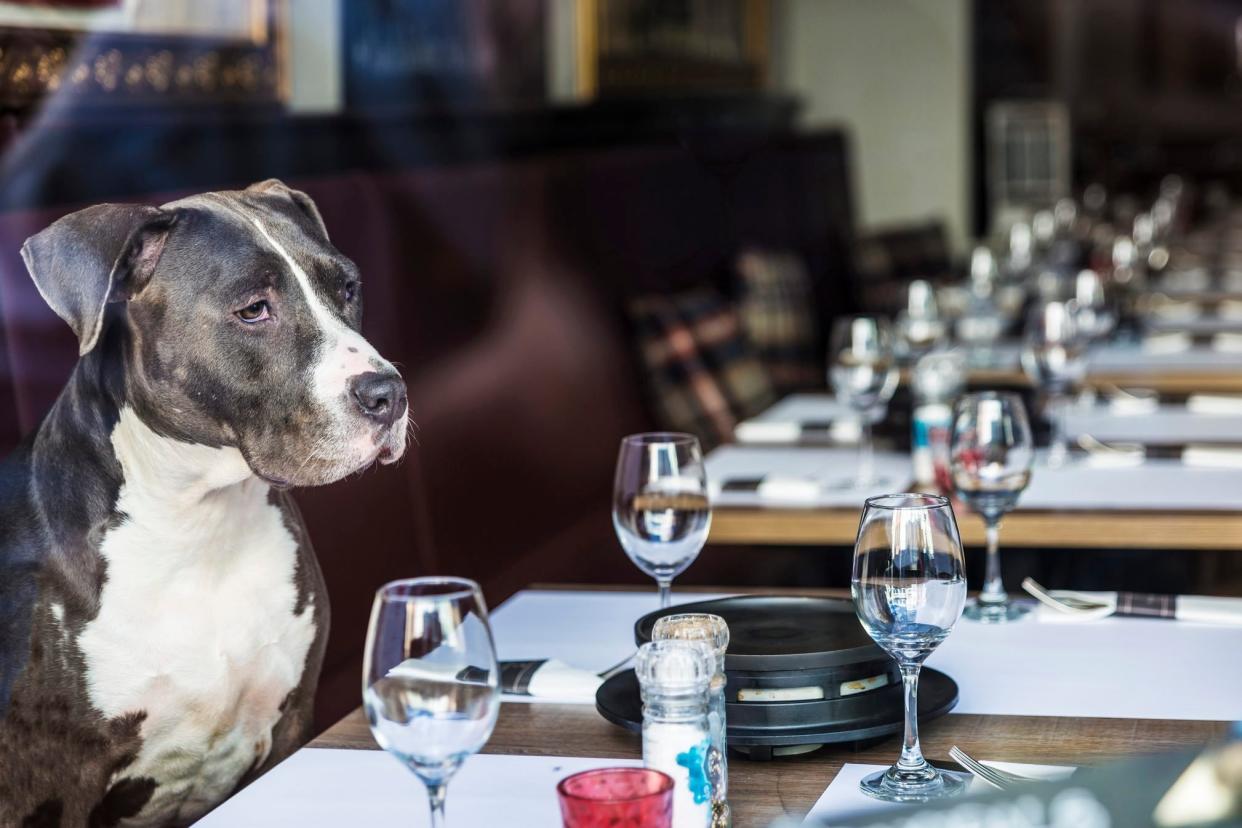 Dog sitting in a restaurant waiting to be attended