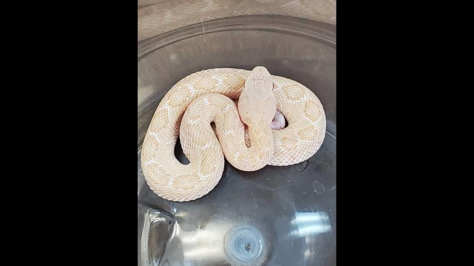 This western diamondback rattlesnake was found by a landowner on a ranch in Texas Hill Country. Photo from Hill Country Wildlife - Texas Parks and Wildlife on Facebook.