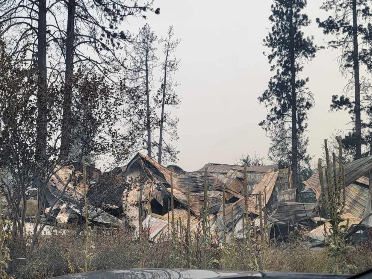 Burned debris is seen among pine trees.