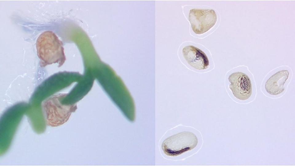 正常的煙草種子（左）是密集的並能發芽；而擁有粒線體基因刪除的植物所產生的種子（右）大多是空心的且無法發芽。（圖／Ralph Dewey）