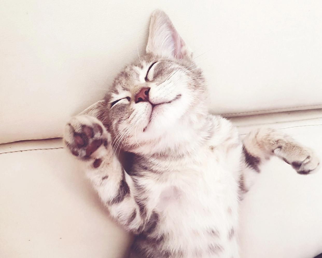 kitten stretching out on his back; are cats ticklish