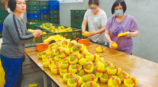 台東今年的夏雪芒果漂亮又飽滿，集貨場人員趕緊包裝出貨。（蔡旻妤攝）