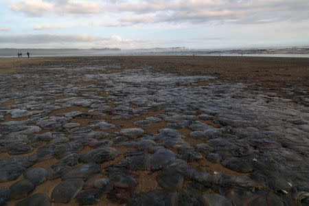 A view of beached jellyfishes at a beach of Cucao town at Chiloe island in Chile, May 14, 2016. REUTERS/Pablo Sanhueza