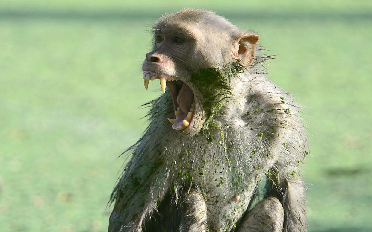 Monkeys often snatch food, but taking a human child is extremely rare. - AFP