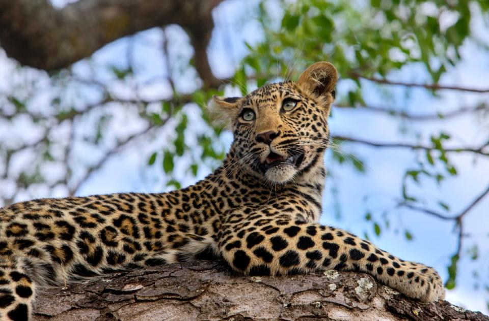 Dallas Zoo Leopard Lost and Found