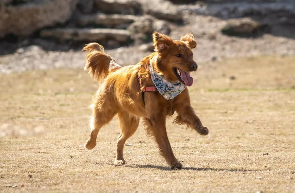 <strong>黃男放任家犬亂竄害死王姓女騎士。（示意圖／PEXELS）</strong>